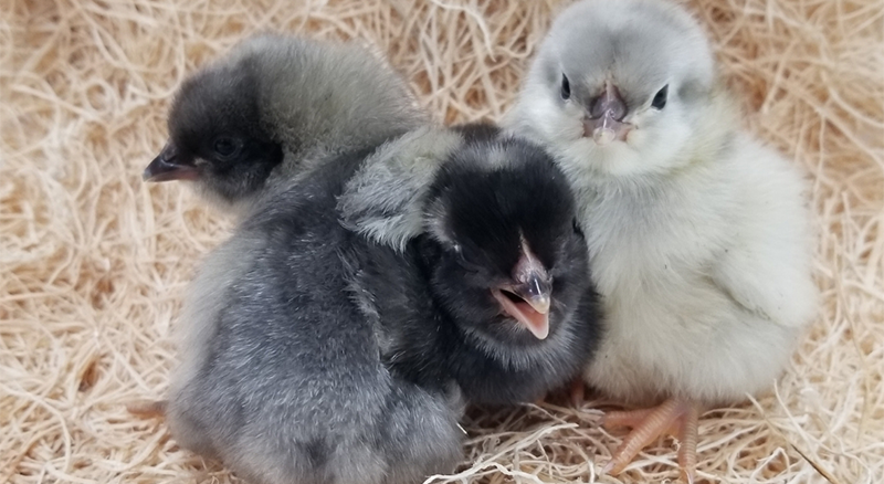 Speckled Olive Egger chicks