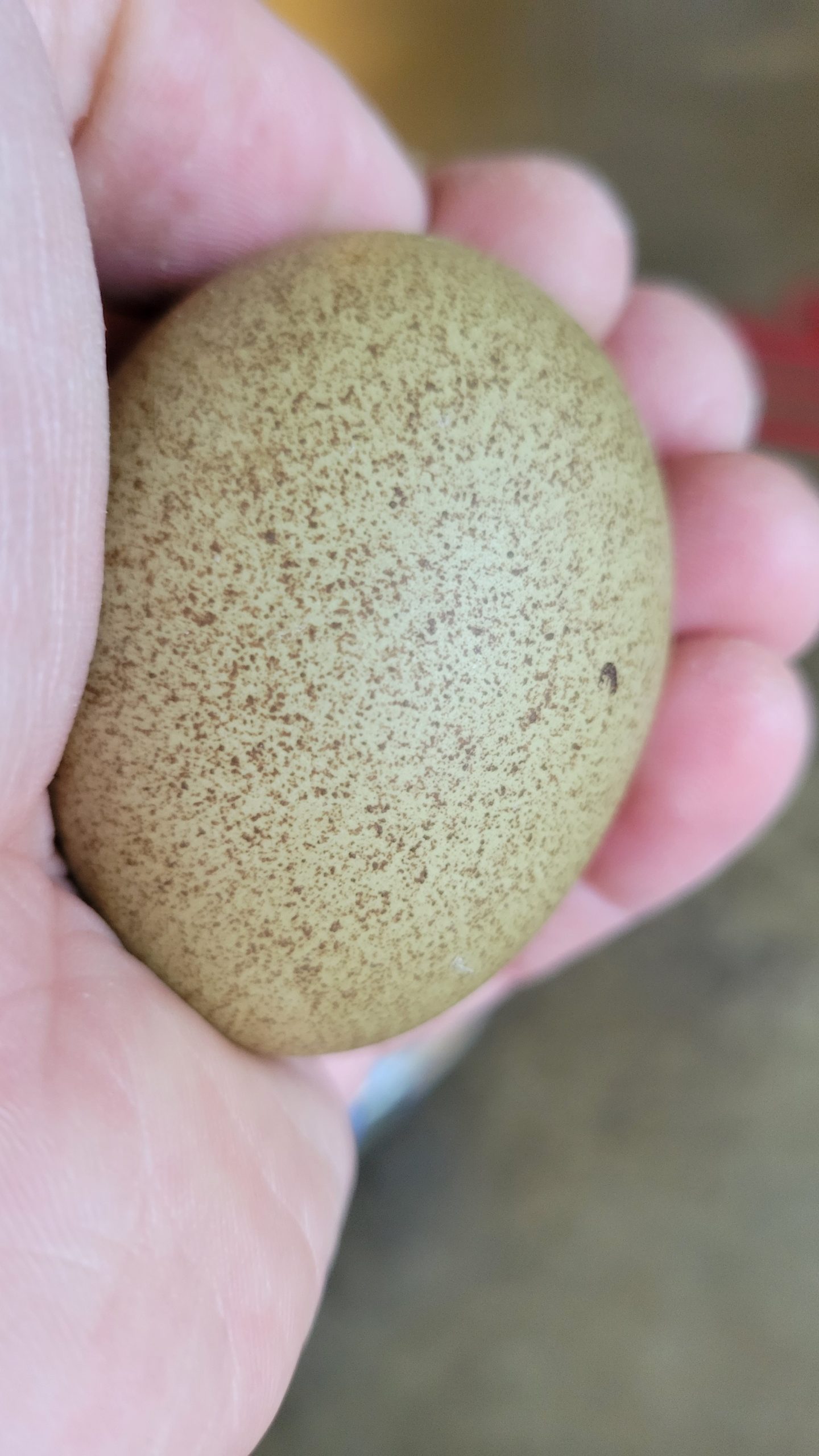 Speckled Olive Egger egg