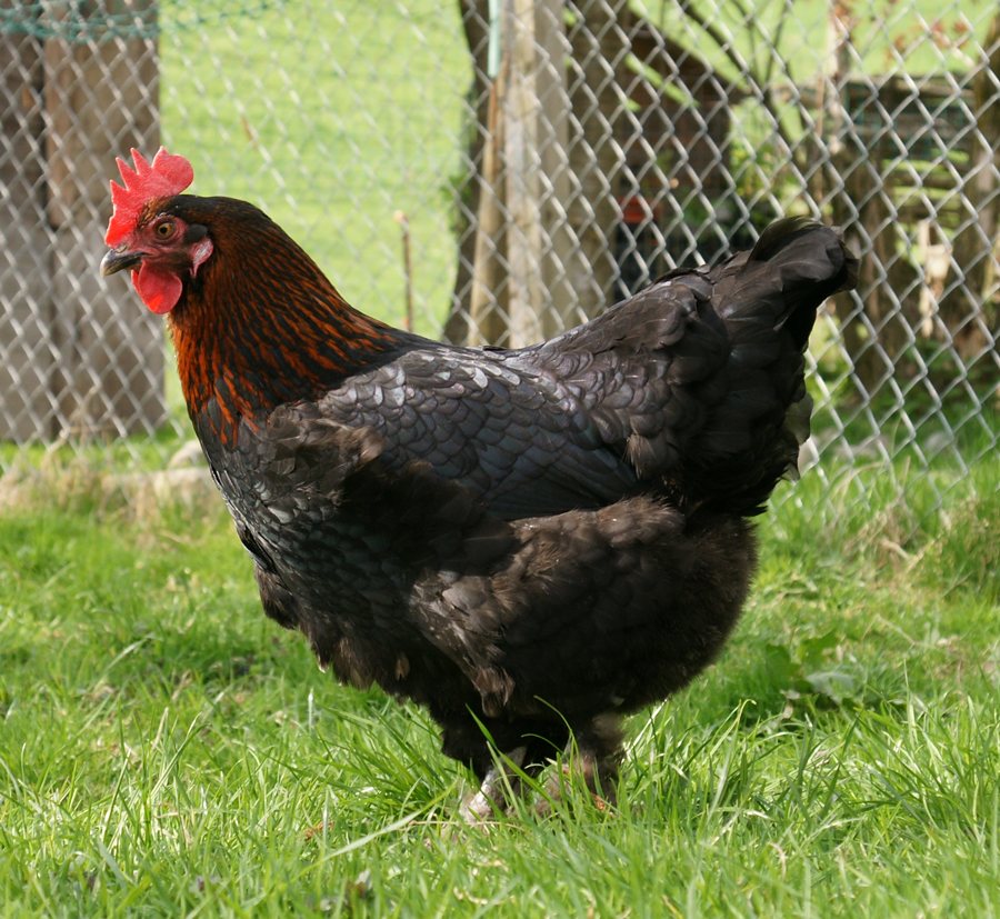 Black Copper Marans adult bird