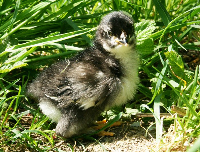Black Copper Marans chick