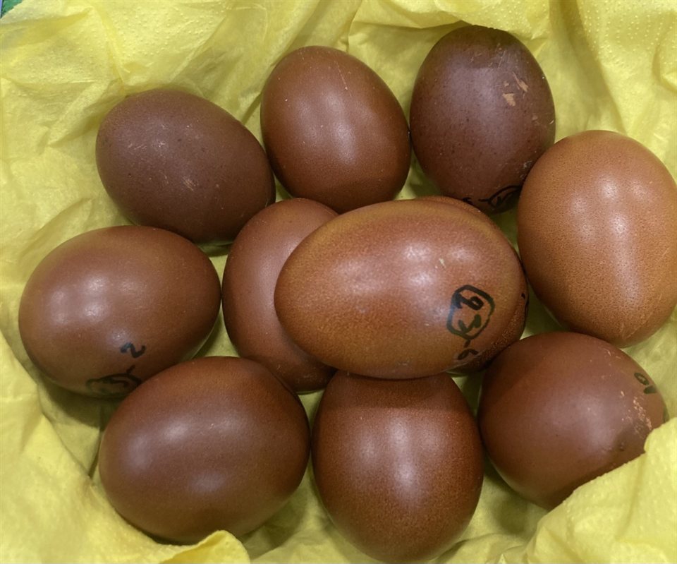 Black Copper Marans eggs
