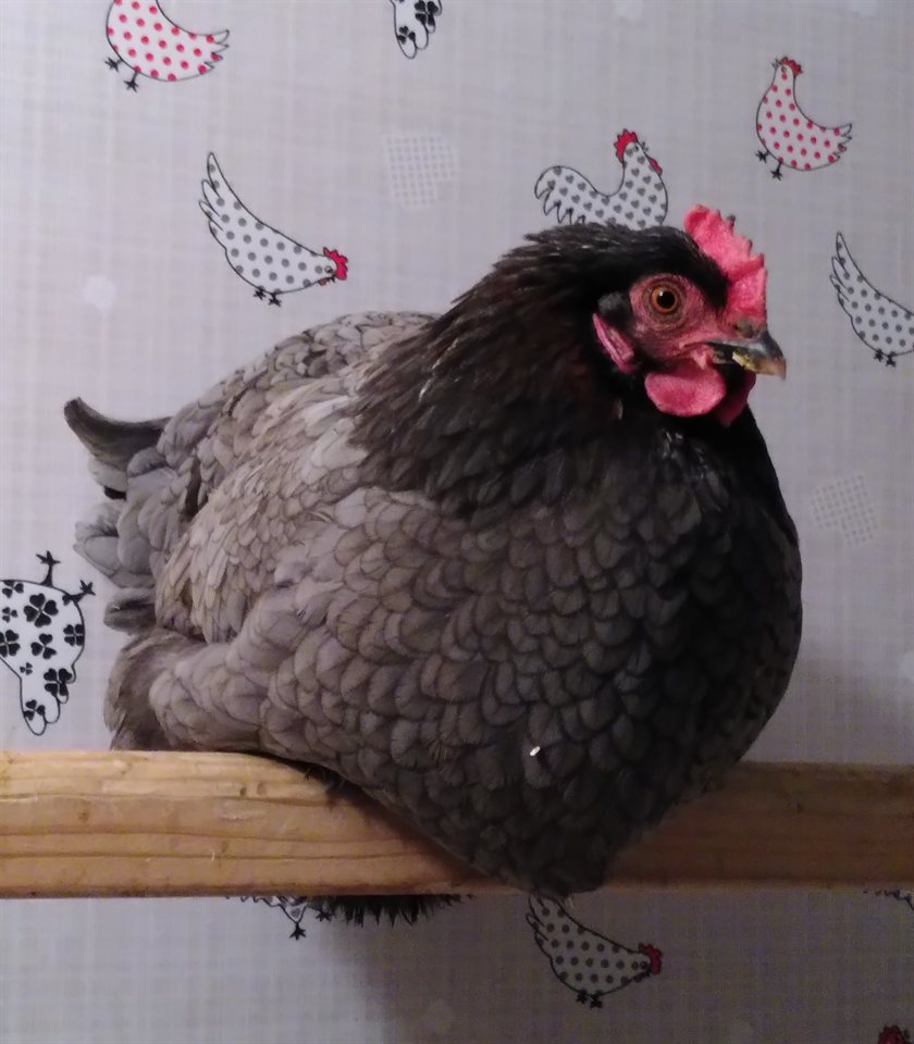 Silverudds Blue adult bird