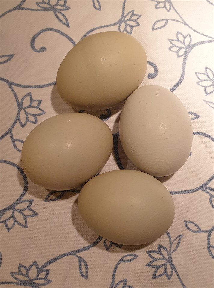 Silverudds Blue eggs