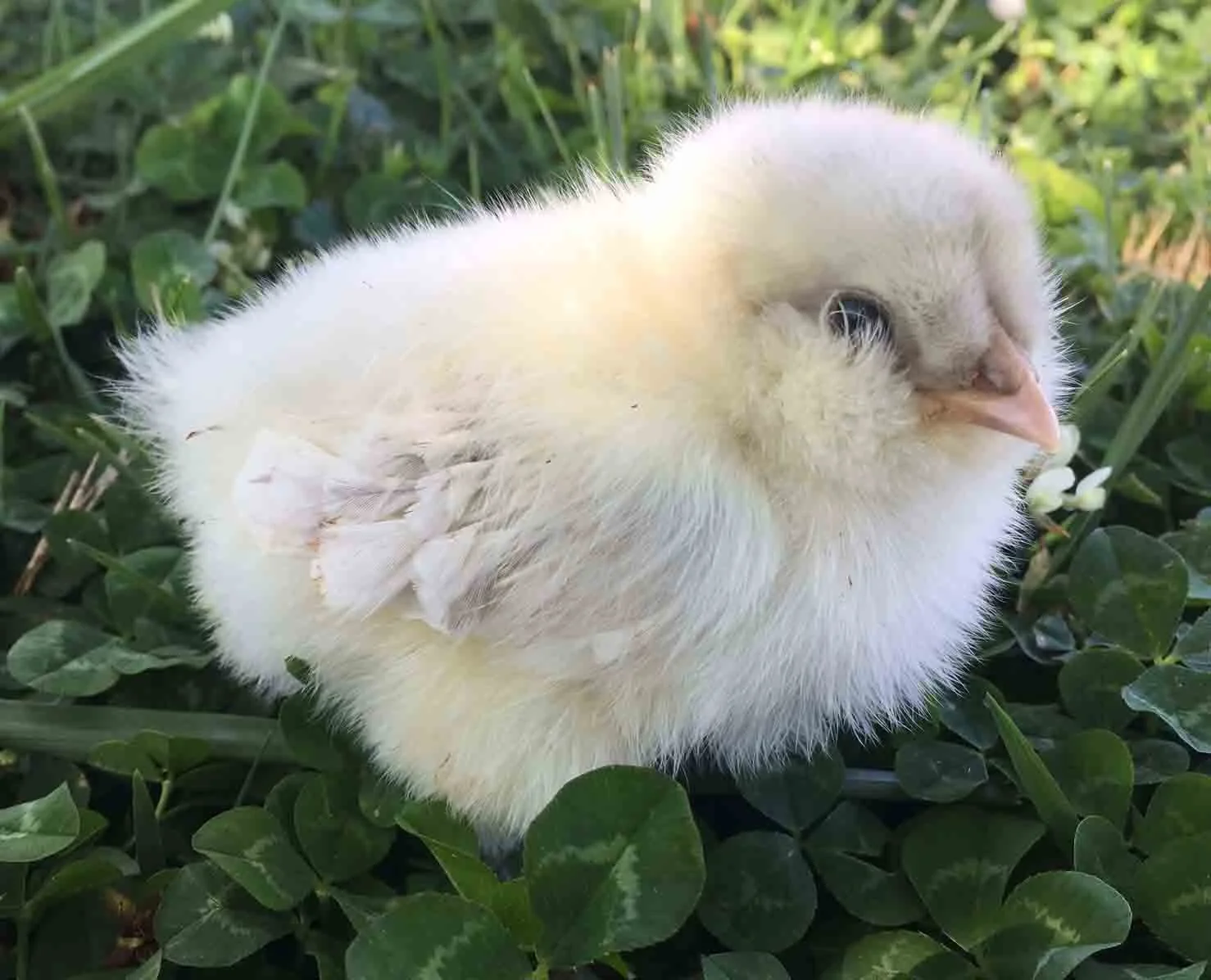 Whiting True Blue chick