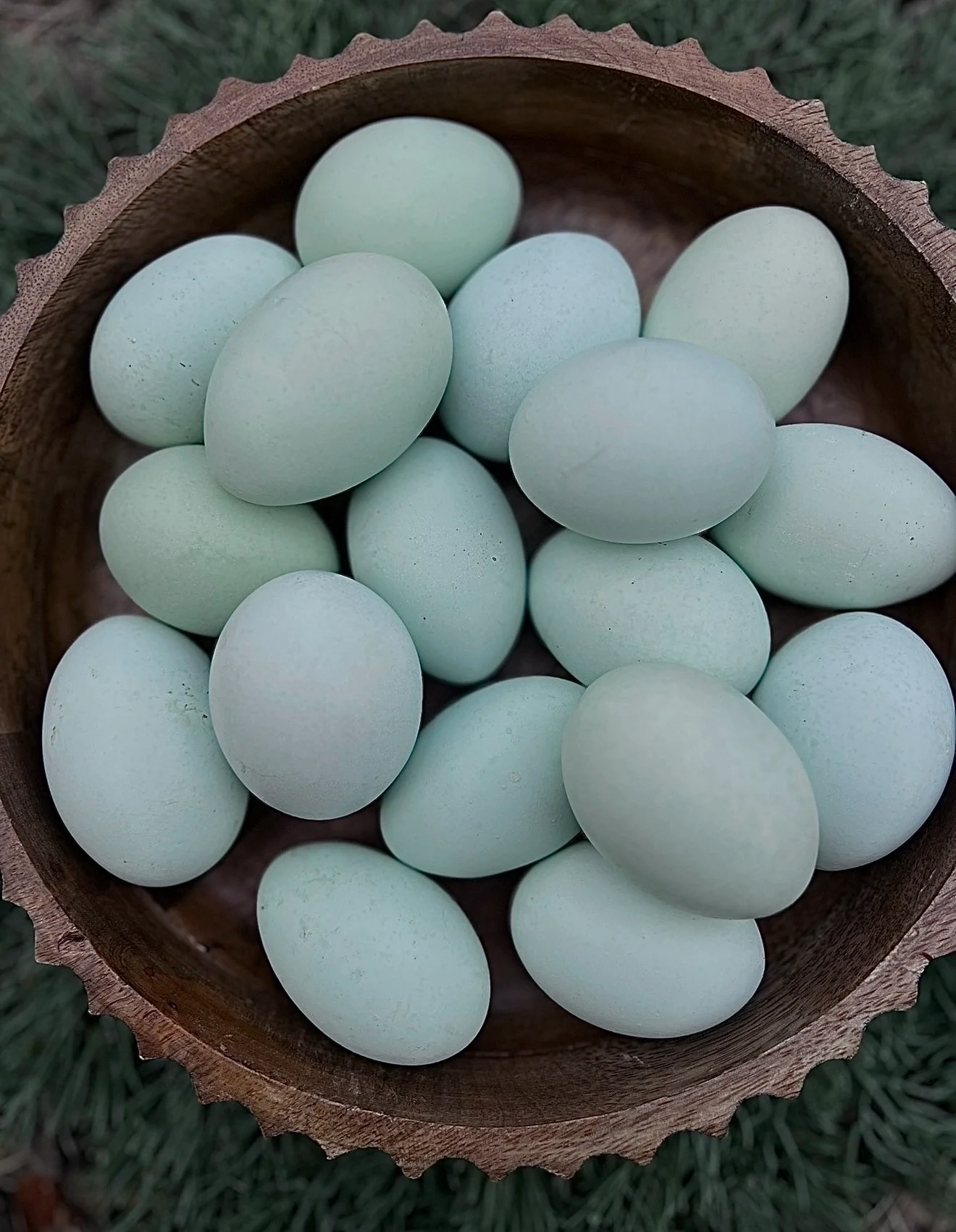 Whiting True Blue eggs