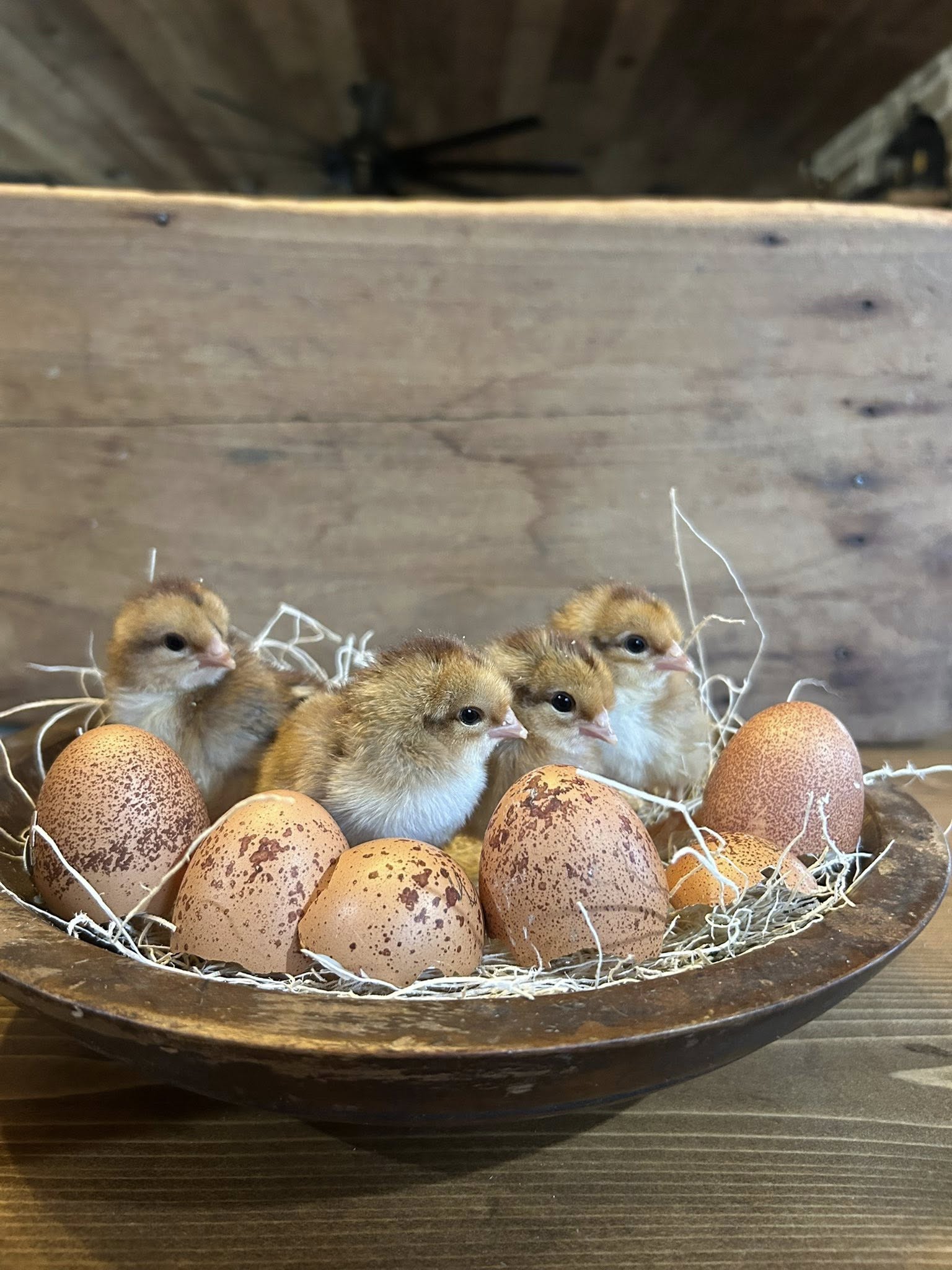 Farm rooster standing outdoors