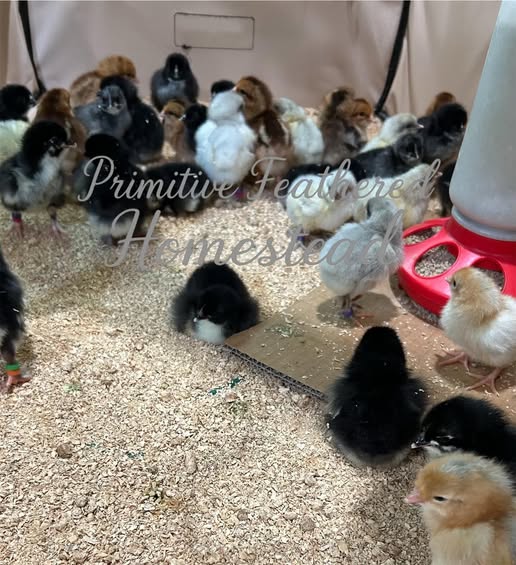 Rooster standing proudly in a grassy farm setting