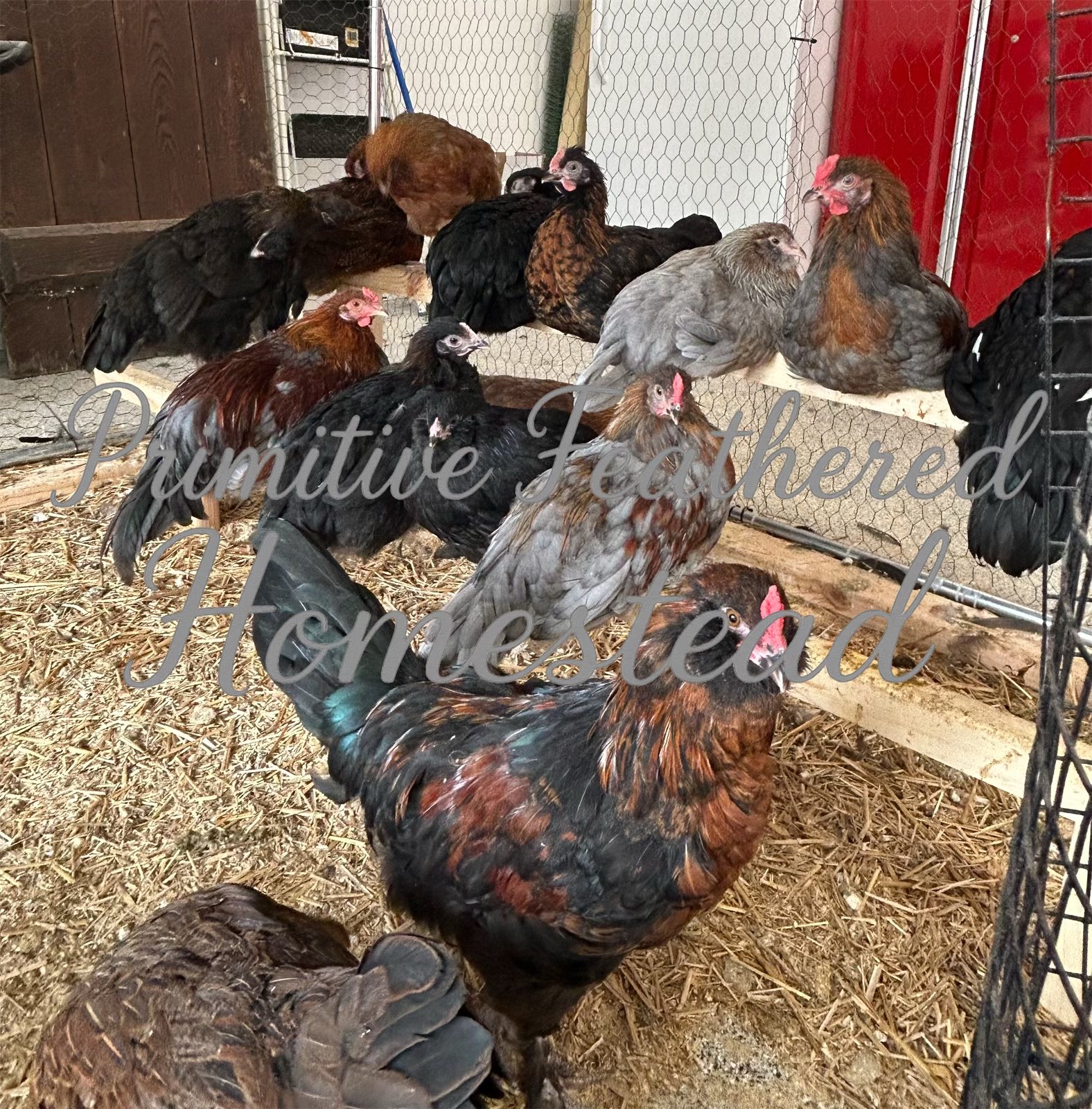 Brown hens standing together outdoors