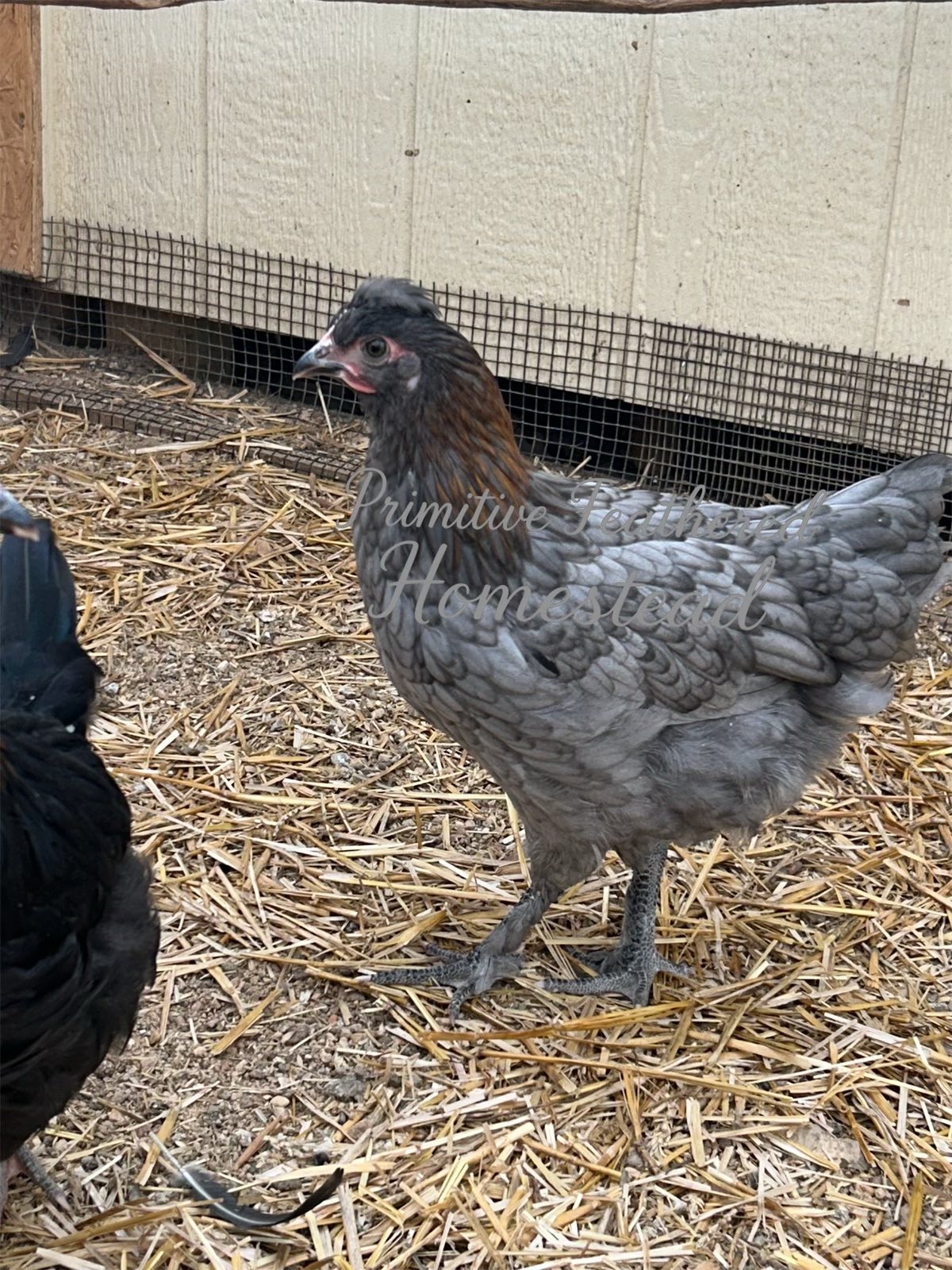 Ready-to-lay hen in a farmyard